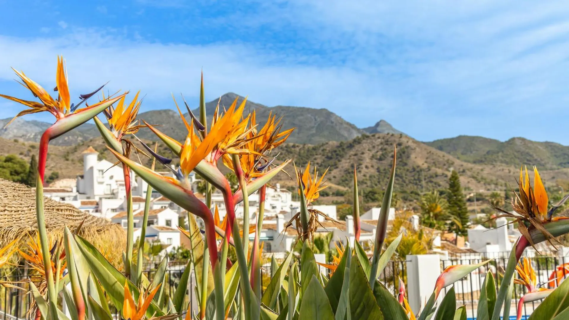 Las Palmas 8B Oasis Properties 네르하 아파트